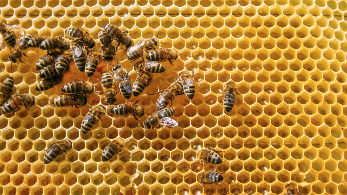 Nemáme med, hlásí včelaři. Vědci popsali tři důvody, proč včely slábnou a chřadnou